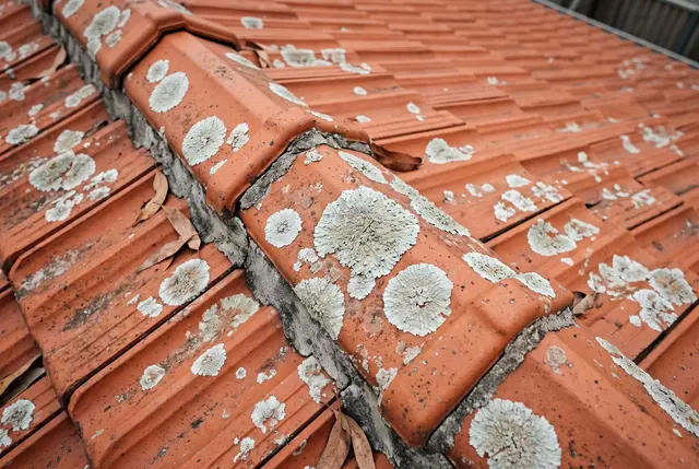 Lichen buildup on roof tiles