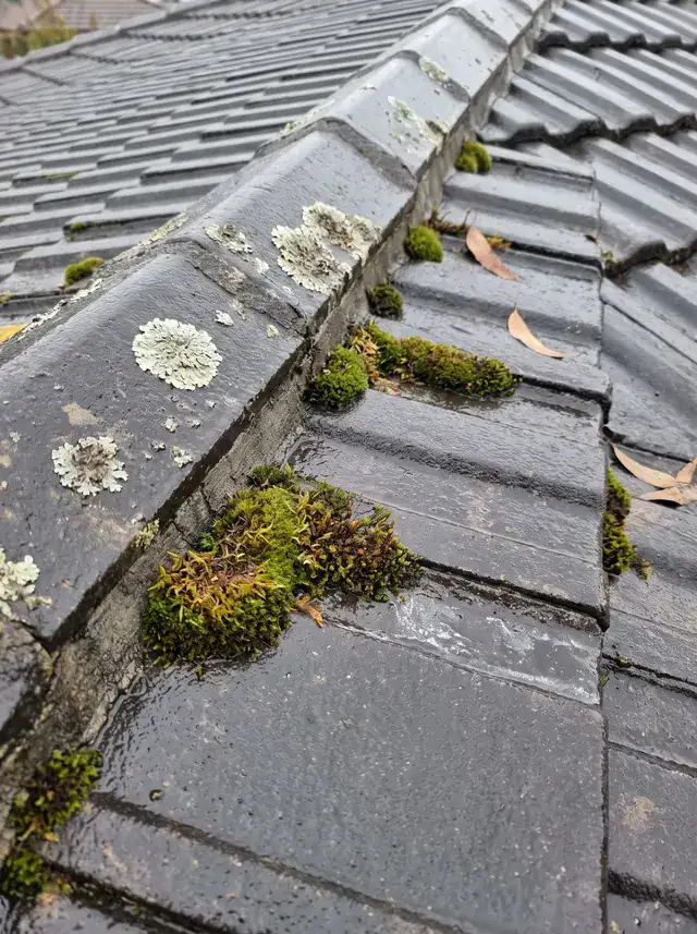 Targeted roof treatment application